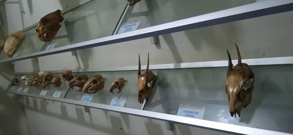 Museo de Historia Natural Pedro Villalobos